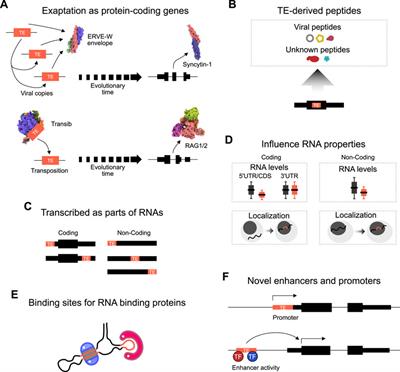 Transposable Elements in Pluripotent Stem Cells and Human Disease